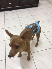 Min. Pin - Miniature Pinscher Dog