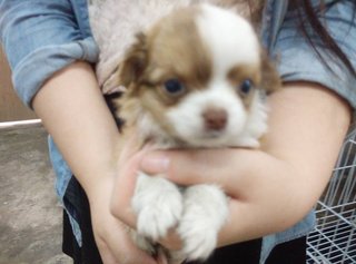 Long Coat Chihuahua Puppy For Sale - Chihuahua Dog