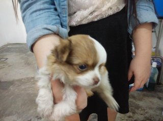 Long Coat Chihuahua Puppy For Sale - Chihuahua Dog