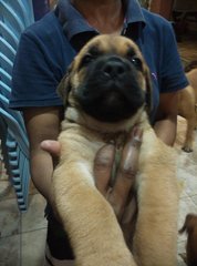 Mastiff Puppy(Imp N Champion Line)  - Bullmastiff + Mastiff Dog