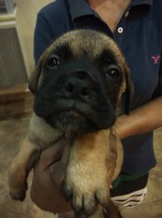 Mastiff Puppy(Imp N Champion Line)  - Bullmastiff + Mastiff Dog