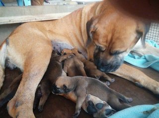 Mastiff Puppy(Imp N Champion Line)  - Bullmastiff + Mastiff Dog