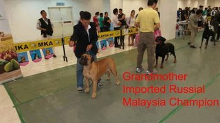 Mastiff Puppy(Imp N Champion Line)  - Bullmastiff + Mastiff Dog