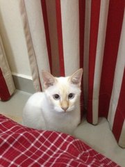 Casper - American Shorthair Cat