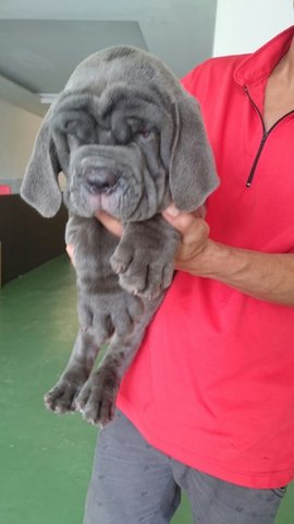 Usj Neapolitan Mastiff - Neapolitan Mastiff Dog