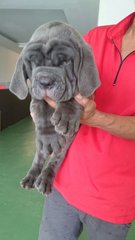 Usj Neapolitan Mastiff - Neapolitan Mastiff Dog