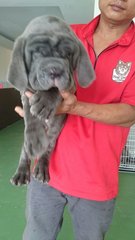 Usj Neapolitan Mastiff - Neapolitan Mastiff Dog