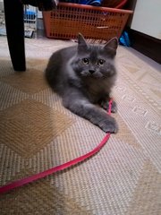 Smokey - Persian + Maine Coon Cat