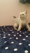 Bao Bao ( Exotic Short Hair) - Exotic Shorthair Cat