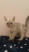 Bao Bao ( Exotic Short Hair) - Exotic Shorthair Cat