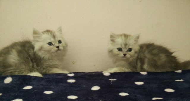 Cutie / Pretty ( Chinchilla) - Chinchilla Cat