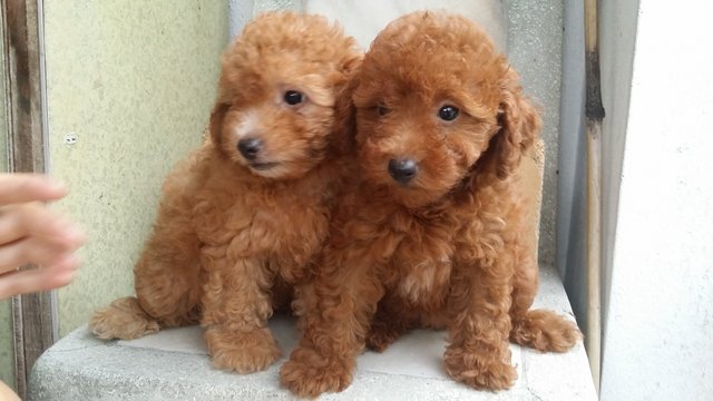 Poodle - Poodle Dog