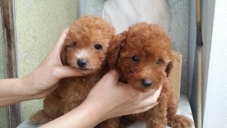 Poodle - Poodle Dog