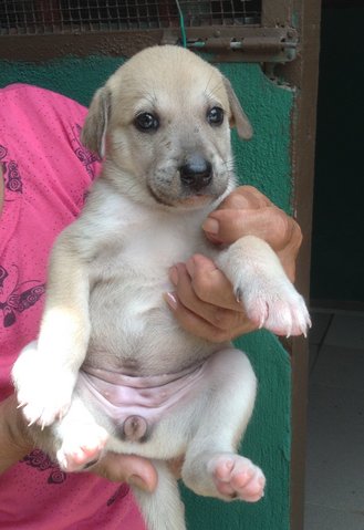 Pup #1 - Mixed Breed Dog