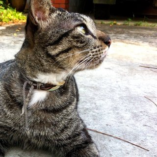 Monty - Tabby Cat