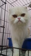 Imported Scottish Fold - Scottish Fold Cat