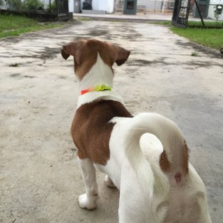 Yumi - Jack Russell Terrier Dog