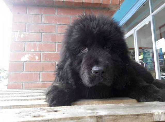 Direct Imported Tibetan Mastiff Female - Tibetan Mastiff Dog