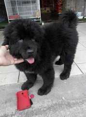 Direct Imported Tibetan Mastiff Female - Tibetan Mastiff Dog