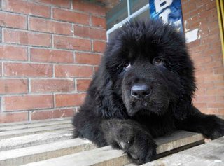 Direct Imported Tibetan Mastiff Female - Tibetan Mastiff Dog