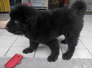 Direct Imported Tibetan Mastiff Female - Tibetan Mastiff Dog