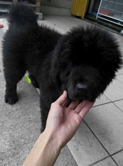 Direct Imported Tibetan Mastiff Female - Tibetan Mastiff Dog