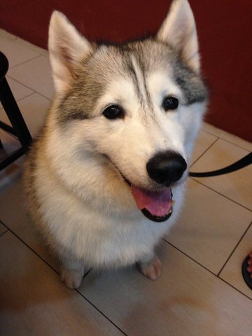 Kosmos - Siberian Husky Dog