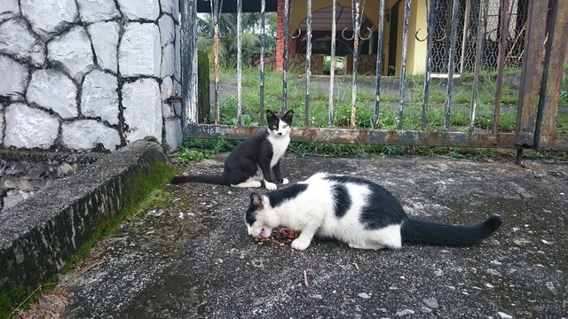 Twoface And Boy - Domestic Short Hair Cat