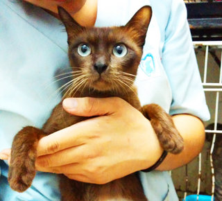 Yakira - Siamese Cat