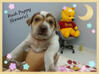 PF66988 - Mixed Breed Dog