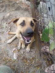 Chelsea - Mixed Breed Dog