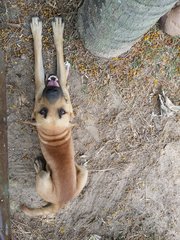 Chelsea - Mixed Breed Dog