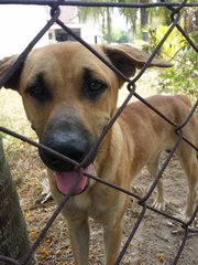 Chelsea - Mixed Breed Dog