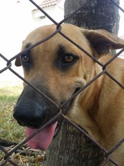 Chelsea - Mixed Breed Dog