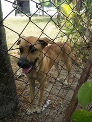 Chelsea - Mixed Breed Dog