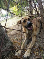 Chelsea - Mixed Breed Dog