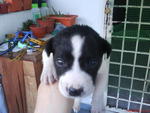 PF6704 - Mixed Breed Dog