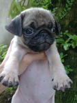 Pug For Sale - Pug Dog