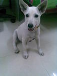 Whitty Baby - Mixed Breed Dog