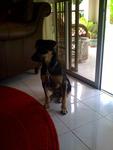 Oliver Urgent - German Pinscher Mix Dog