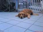 Wellx2 - Golden Retriever Dog