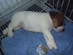 Tino - Jack Russell Terrier Dog