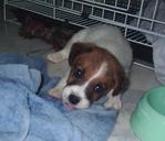 Tino - Jack Russell Terrier Dog