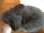 A3 - Angora Rabbit Rabbit