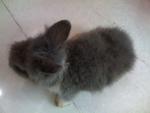 A3 - Angora Rabbit Rabbit