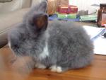 A3 - Angora Rabbit Rabbit