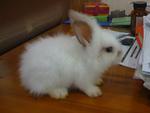 A4 - Angora Rabbit Rabbit