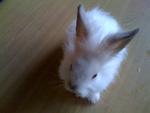 A4 - Angora Rabbit Rabbit