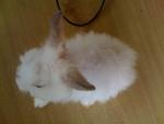 A4 - Angora Rabbit Rabbit