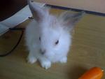 A4 - Angora Rabbit Rabbit